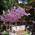 桜の季節之拉拉山恩愛農場