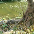 大安森林公園-松鼠與水鳥