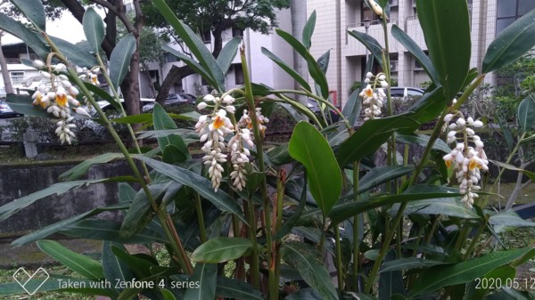 月桃和山月桃 醉言夢語風花雪月 Udn部落格