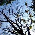 鬧春－－公園裡的高枝落葉與新枝
