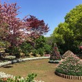 2015年四月～日本  足利市藤花公園