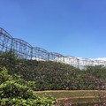 2015年四月～日本  足利市藤花公園