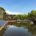 2015年四月～日本  足利市藤花公園