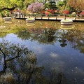 2015年四月～日本  足利市藤花公園