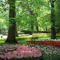 【春花開了】－漫步在 ...荷蘭Keuenhof花園～