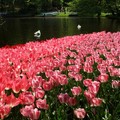【春花開了】－漫步在 ...荷蘭Keuenhof花園～