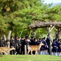 日本三都賞櫻～