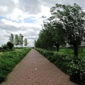 2009年荷蘭～5 (田野 鄉間 兩排樹 )
