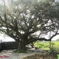 百年榕樹