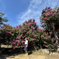 20240629苑裡紫微花園