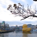 20140202基隆黃色小鴨
