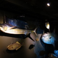 20140110七星柴魚博物館