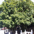 桂花巨樹
