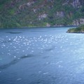 挪威 - Hurtigruten Trollfjorden - Stokmarknes