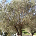 摩洛哥 - Moulay Idriss & Volubilis