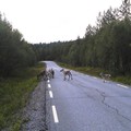 挪威 - 北極圈內公路上的馴鹿