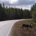 芬蘭 - 北極圈內公路上的馴鹿