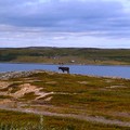 挪威 - 北極圈內峽灣上的馴鹿