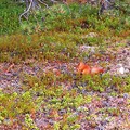 芬蘭 - Inari露天博物館吃果子的松鼠