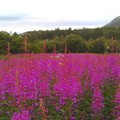 挪威 - 北極圈內的野花叢Geitrams