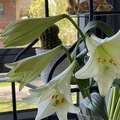 verandahage og blomster