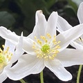 verandahage og blomster