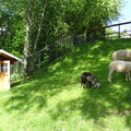 挪威 - 羊來了