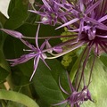 繡球蔥 - Allium / Prydløk