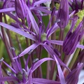 繡球蔥 - Allium / Prydløk