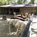 蒼弟在頑皮世界野生動物園