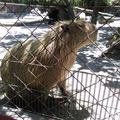 蒼弟在頑皮世界野生動物園