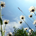 夏日的藍天和白花