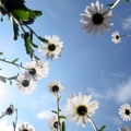 夏日的藍天和白花