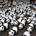 WWF Deutschland 小貓熊到漢堡