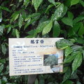 20120429桐花公園