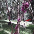 紫荊花