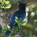 a jay (Pacific Grove)