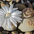 Garden of stone flower