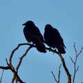 兩隻烏鴉