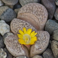 Garden of stone flower