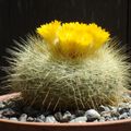 cactus 7