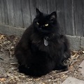 Monterey Cat -