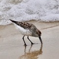 a sanderling