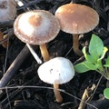 蘑菇 - 1