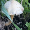 蘑菇 - 2