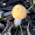 蘑菇 - 3
