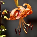 a tiger lily - 1
