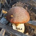 gymnopilus