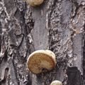 樹幹上的香菇