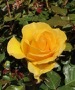 一朵黃玫瑰